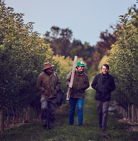 Three apple farmers in the orchard